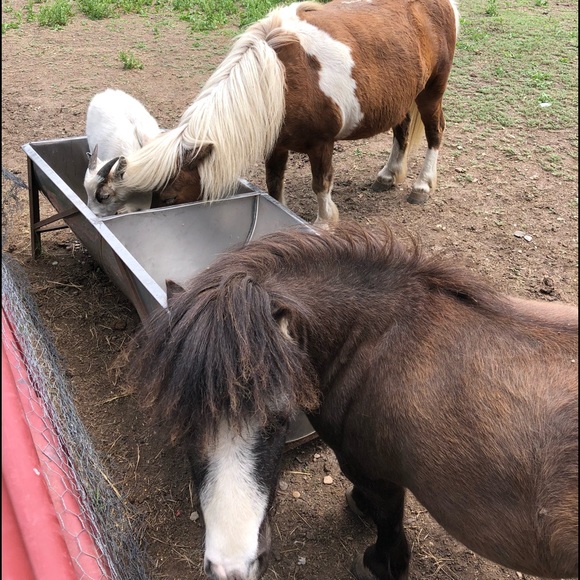 Meet your Posher, Anita - Picture 1 of 1